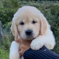 Golden retriver