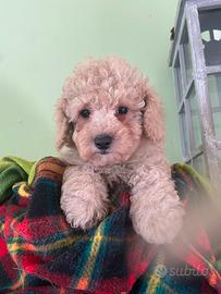 Cuccioli di barboncino