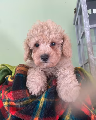 Cuccioli di barboncino