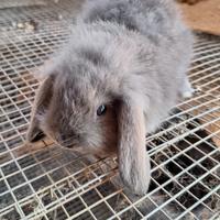 Coniglietti ariete nani