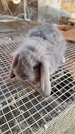 Coniglietti ariete nani