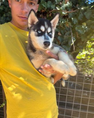 Siberian Husky con pedigree enci