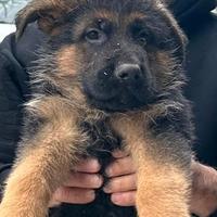 Cucciolo pastore tedesco