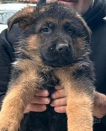 Cucciolo pastore tedesco