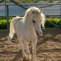 Pony spagnolo, castrone anno 2016