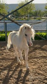 Pony spagnolo, castrone anno 2016