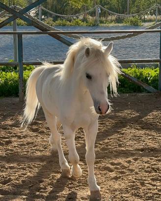 Pony spagnolo, castrone anno 2016