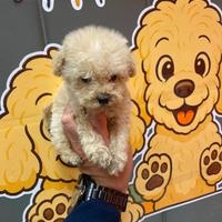 Barboncino toy maschio