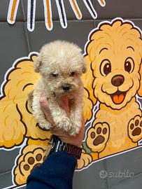 Barboncino toy maschio