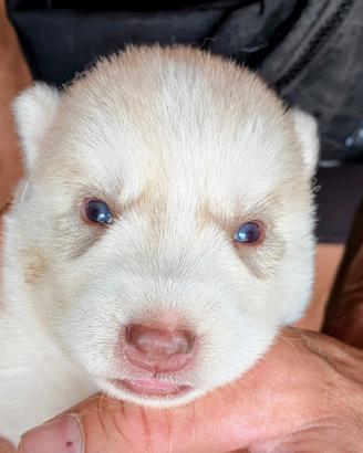 Cuccioli di Siberian Husky