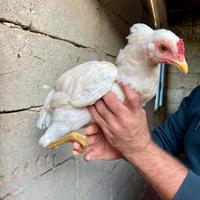 Vendita galletti ornamentali