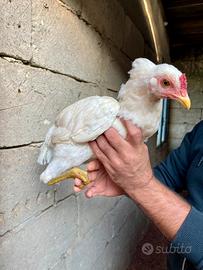 Vendita galletti ornamentali