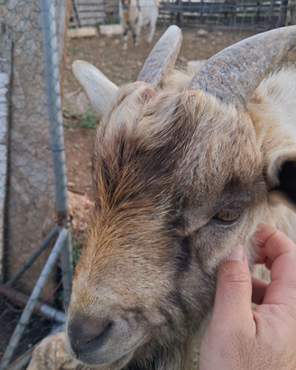 Capretto tibetane