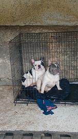 Bulldog francese
