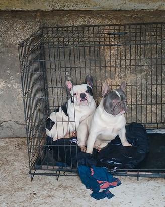 Bulldog francese
