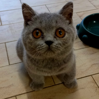 Cuccioli di British Shorthair alta genealogia