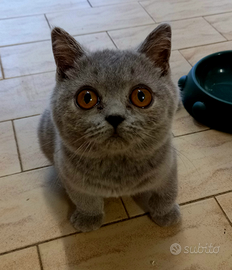 Cuccioli di British Shorthair alta genealogia