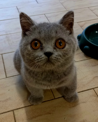 Cuccioli di British Shorthair alta genealogia