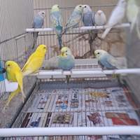 Cocorite