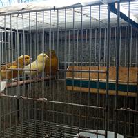 Canarini pronti per la cova