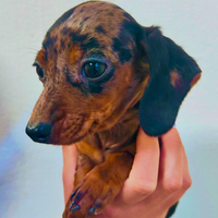 Bassotto arlecchino kaninchen