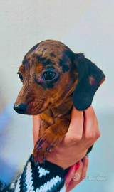 Bassotto arlecchino kaninchen