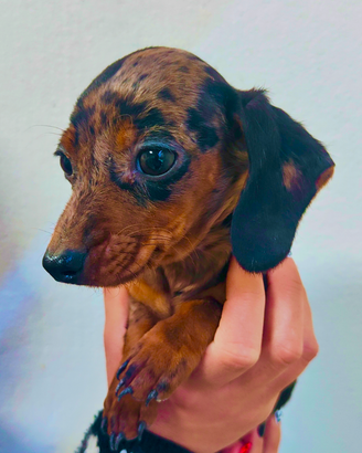 Bassotto arlecchino kaninchen