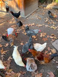 Galli di razza e incroci