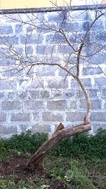 melograno - piante di melograno