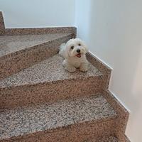 Maltesina femmina per accoppiamento