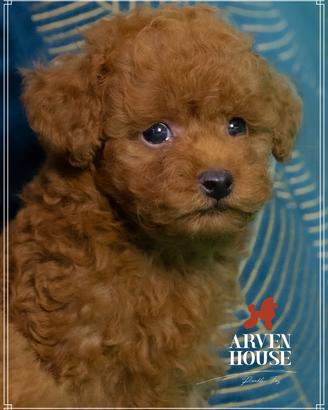 Barboncino toy rosso fulvo