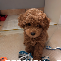 Cuccioli di taglia molto piccola ANCHE A RATE