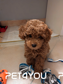 Cuccioli di taglia molto piccola ANCHE A RATE