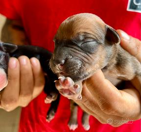 Disponibili cuccioli Cane Corso-Amstaff