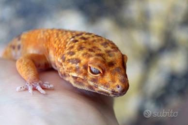 Geco leopardino
