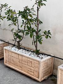 Vaso in cemento con 2 arbusti per siepi