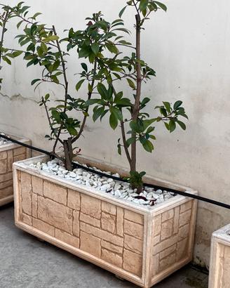 Vaso in cemento con 2 arbusti per siepi