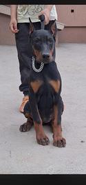 Doberman