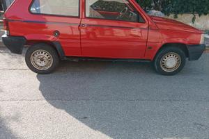 Panda 750 young