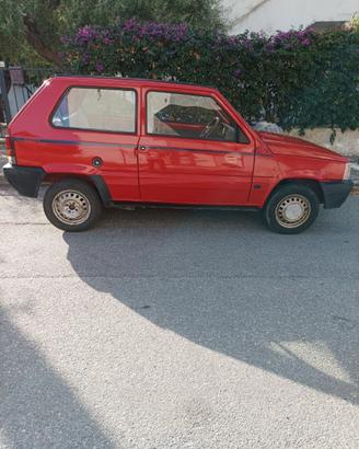 Panda 750 young