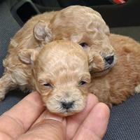 Cuccioli di barboncino mini mini Toy da borsetta