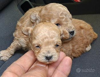 Cuccioli di barboncino mini mini Toy da borsetta
