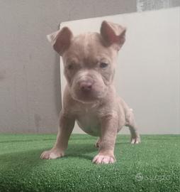 America bully cuccioli