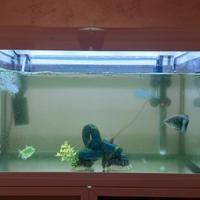 acquario