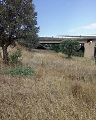 Terreno seminativo Trebisacce (CS)