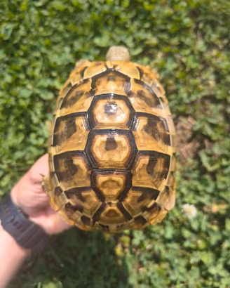 Tartaruga di terra Hermanni Boettgeri 