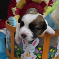 Stupendi cuccioli jack russell