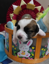 Stupendi cuccioli jack russell