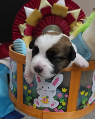 Stupendi cuccioli jack russell