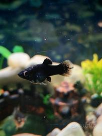 Black Molly